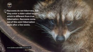 Do raccoons hibernate in the winter?