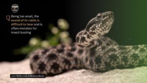 Pygmy Rattlesnake in south carolina