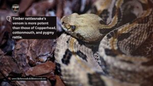 Timber Rattlesnake south carolina