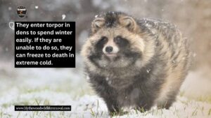 Where do raccoons go in the winter?