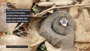 cottonmouth in south carolina