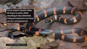 eastern coral snake south carolina