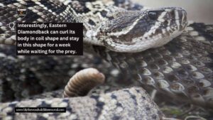 eastern diamondback rattlesnake south carolina