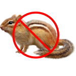 Squirrels & Rodents removal in columbia sc