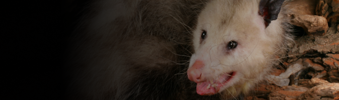 Opossum Removal in columbia sc