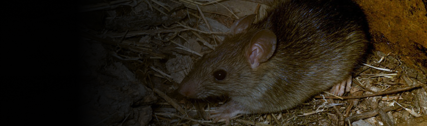 Mice or Rat Removal in columbia sc