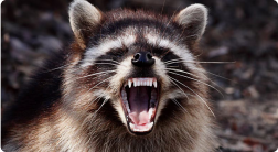 Affordable raccoon removal South Carolina