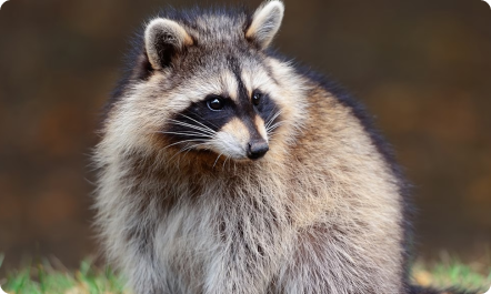 South Carolina wildlife control experts