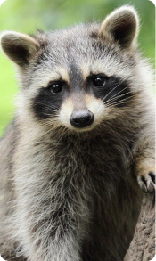 Emergency raccoon removal South Carolina