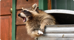 Humane raccoon trapping South Carolina