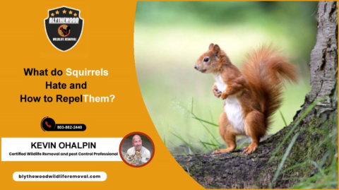 What do Squirrels Hate and How to Repel Them?