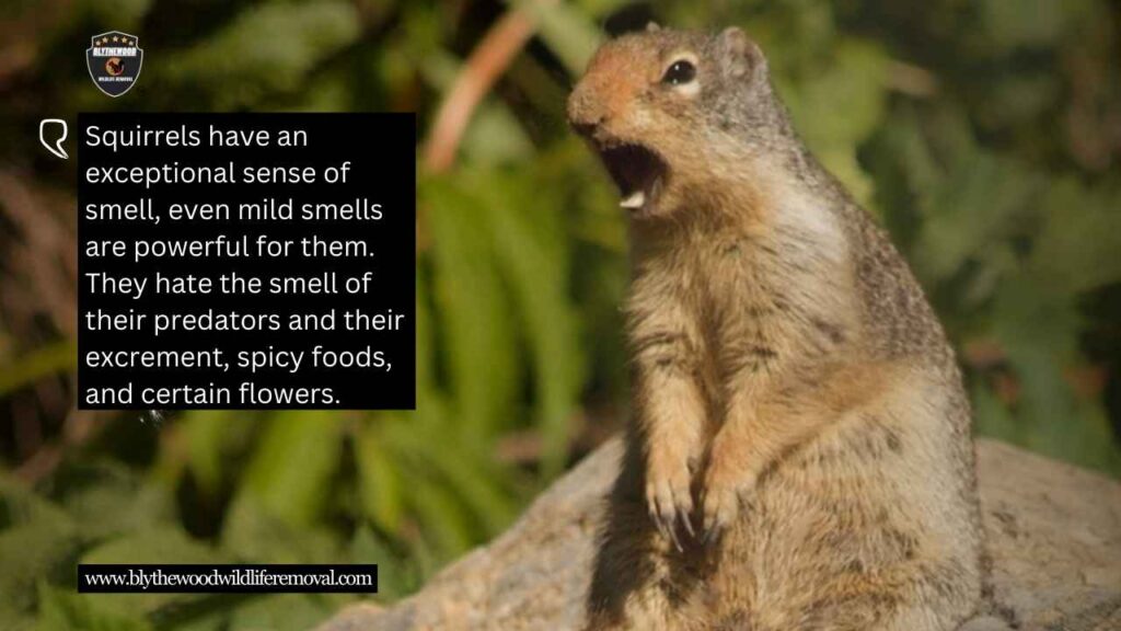 What smells do squirrels hate the most?