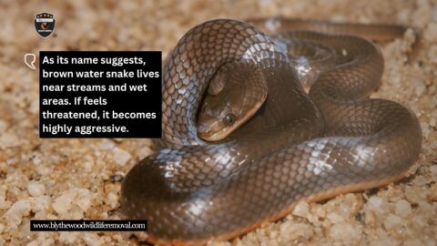 13 Brown Snakes in South Carolina That You Might Find Lurking