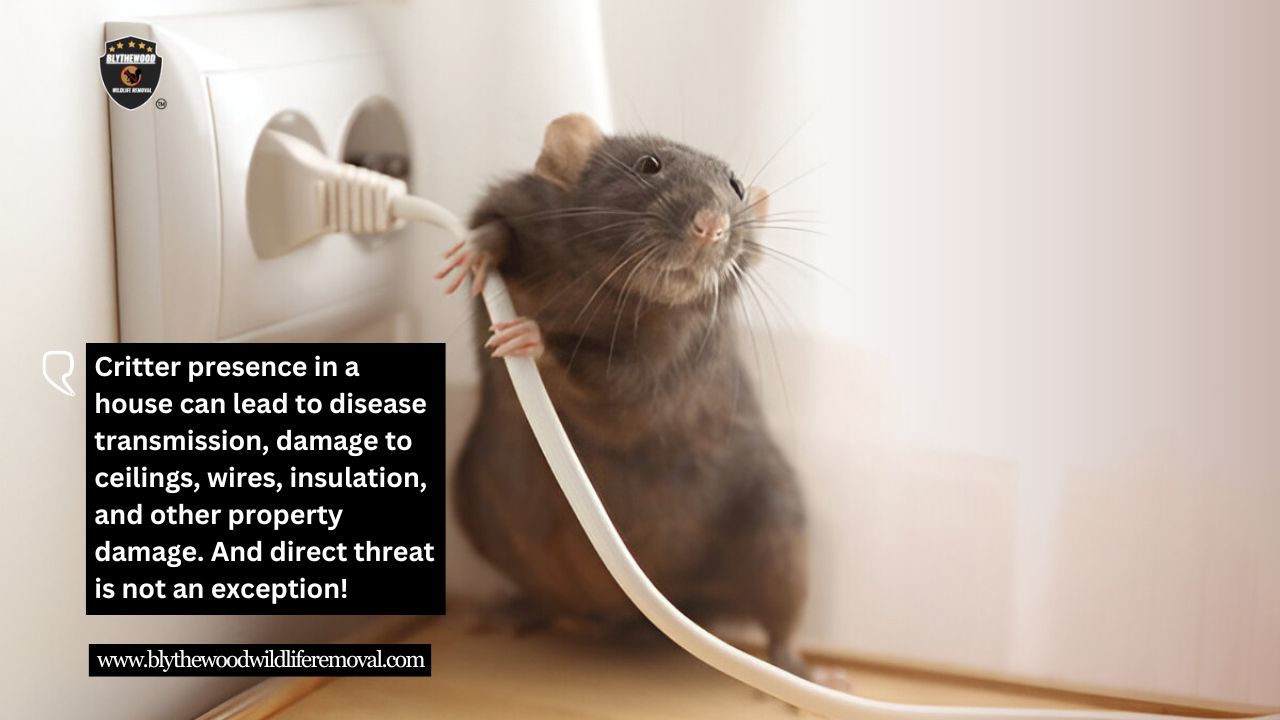 The dangers of animals' presence