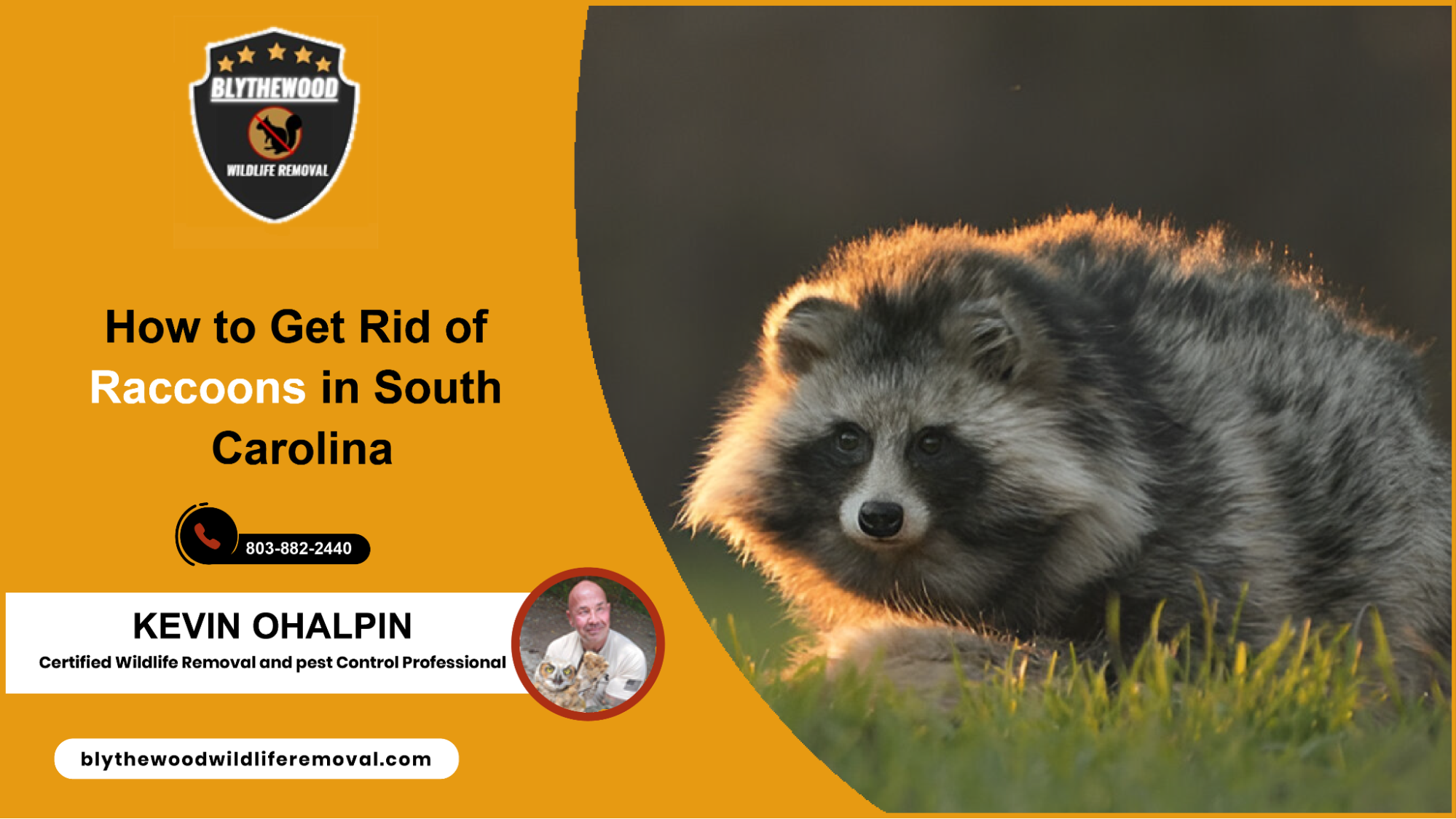 How to Get Rid of Raccoons in South Carolina