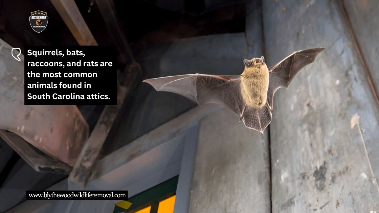Common Animals in Attics in SC