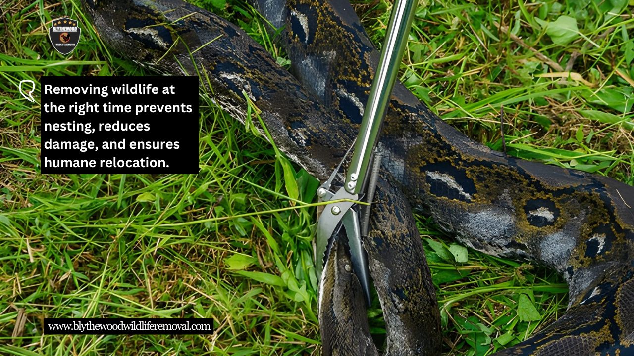 Why Timing Matters for Wildlife Removal