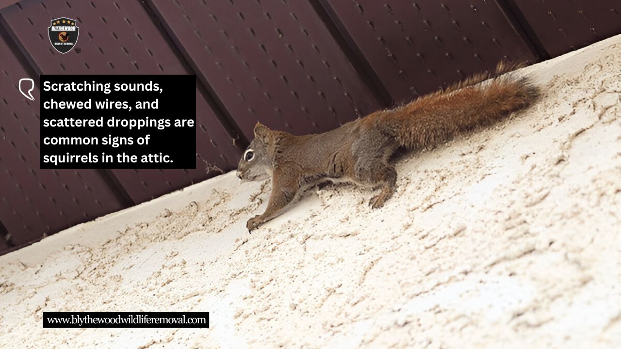 Signs You Have Squirrels in Your Attic