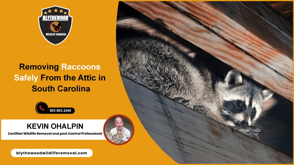 Removing Raccoons Safely From the Attic