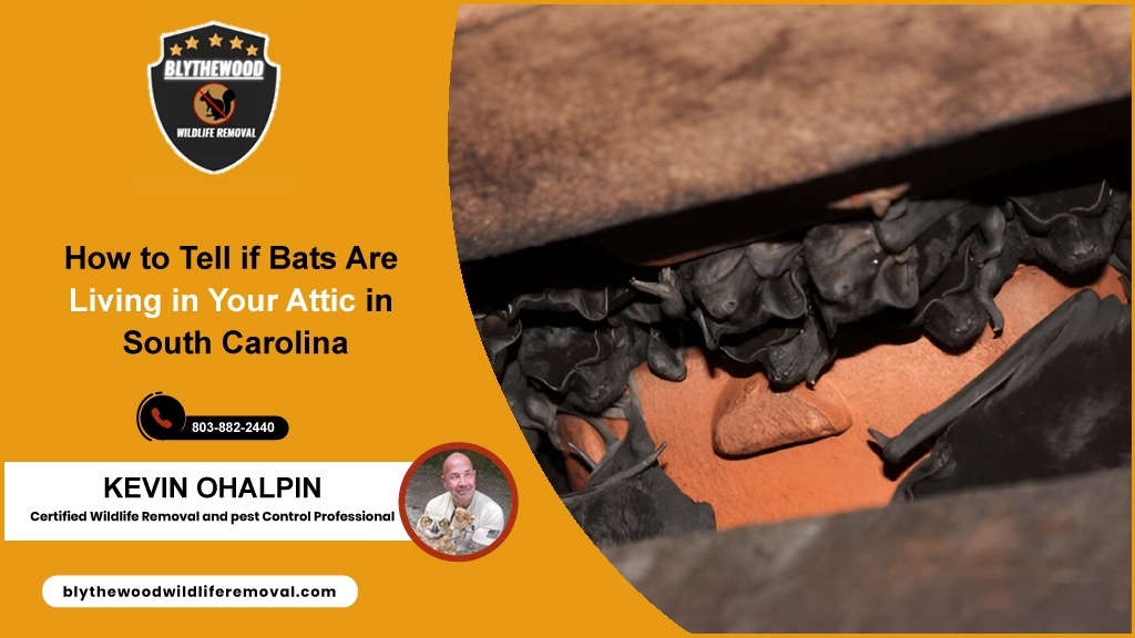 How to Tell if Bats Are Living in Your Attic
