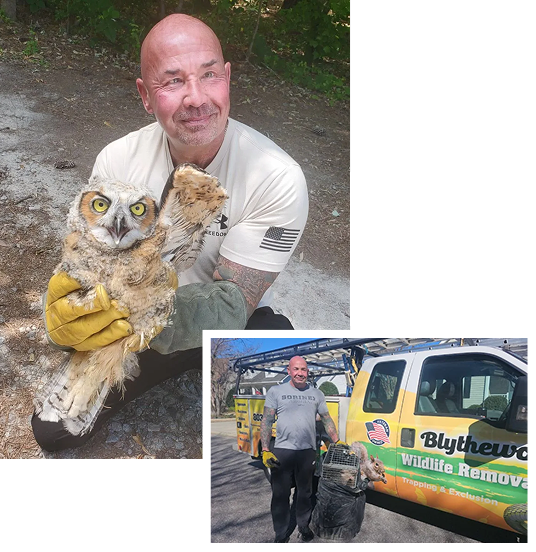 Our Guaranteed Bat Removal Process