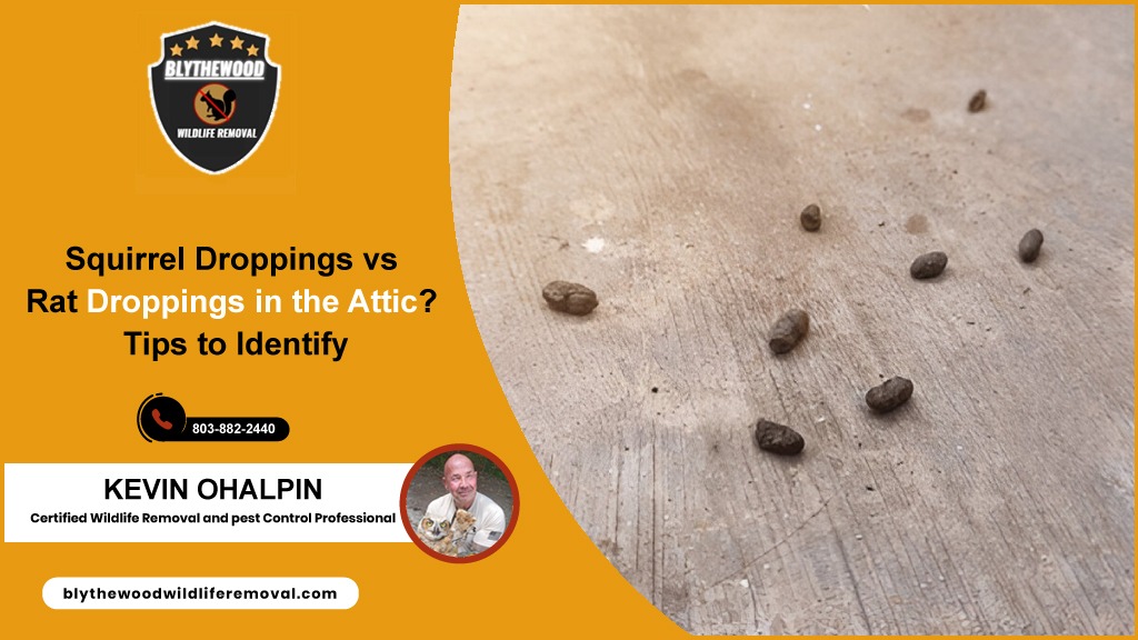 Squirrel Droppings vs Rat Droppings in the Attic? Tips to Identify