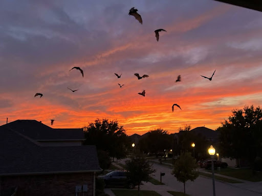Why Bat Infestations Are Common in Columbia, South Carolina