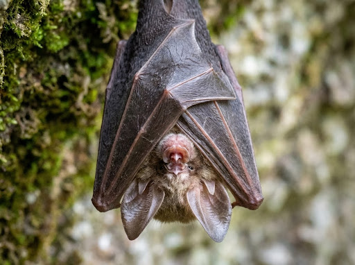 Same-Day Bat Removal Columbia SC