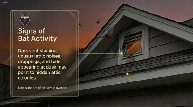 Signs You May Have Bats in the Attic