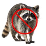 raccoon removal columbia sc