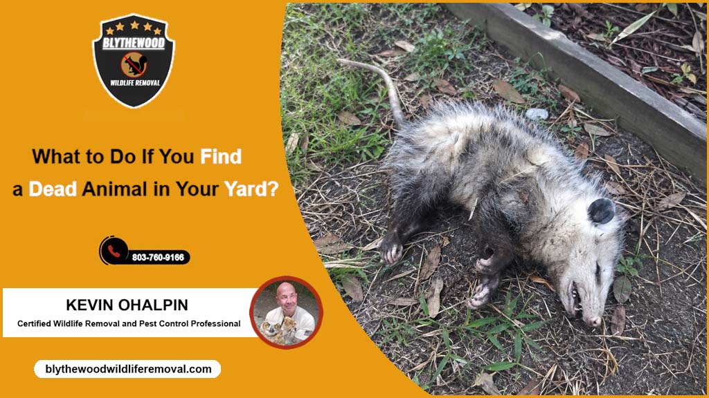 What to Do If You Find a Dead Animal in Your Yard?