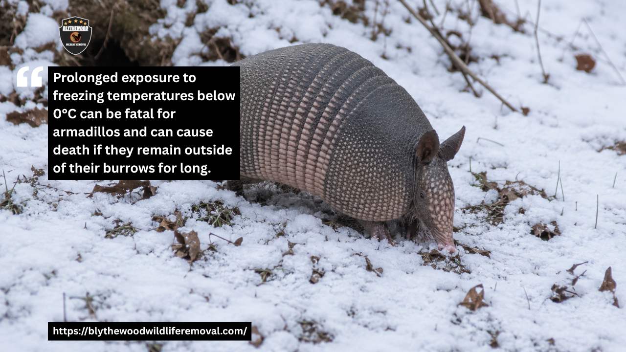 Can armadillos tolerate freezing temperatures?