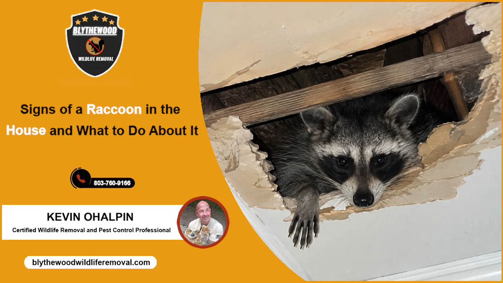 Signs of a Raccoon in the House and What to Do About It