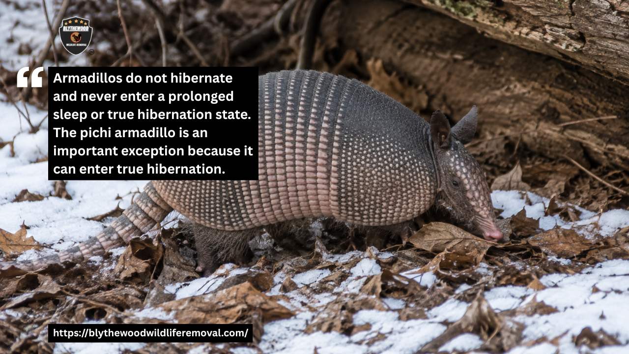 Do Armadillos Hibernate in Winter