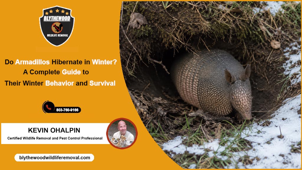Do Armadillos Hibernate in Winter?