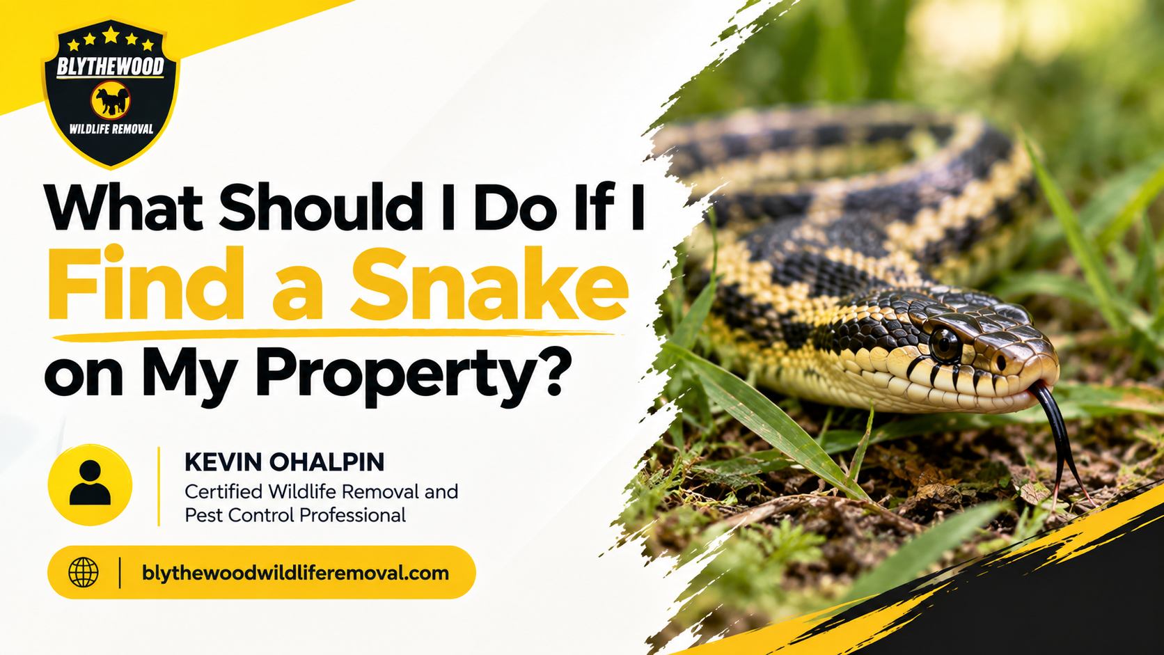Found a Snake in Your Yard? Here's Exactly What to Do